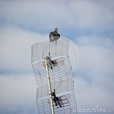 A pigeon on top of an antenna. Stock Photo