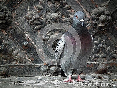 Urban pigeon Stock Photo