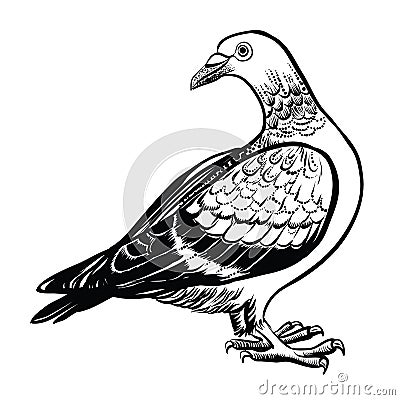 Pigeon, vector hand drawn illustration. Vector Illustration