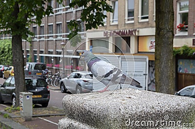 Pigeon Waiting At Amsterdam The Netherlands 27-6-2020amsterdam, beautiful, bird, close-up, closeup, cute, dove, dutch, face, gray Editorial Stock Photo