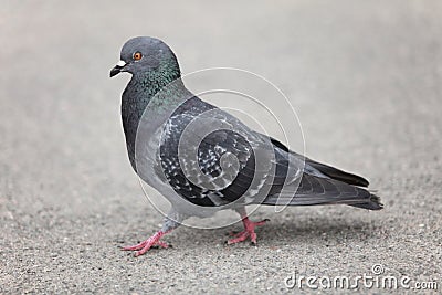 Pigeon walking Stock Photo