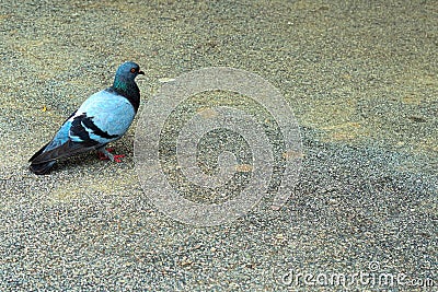 Pigeon walking away on tar Stock Photo