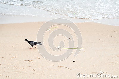 Pigeon walking on the beach sand Stock Photo