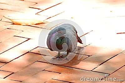 A pigeon walking on the sidewalk. Stock Photo