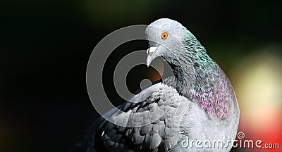 Pigeon wide view Stock Photo