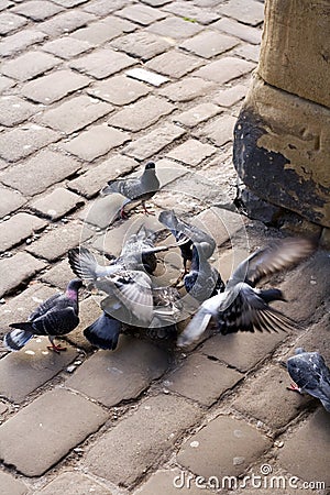 Pigeons Stock Photo