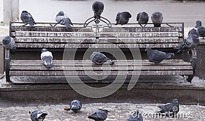 Pigeons on the bench Stock Photo