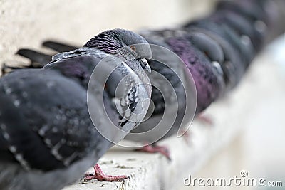 Pigeons on a building railing. City birds cuddle Stock Photo
