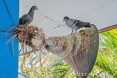 Pigeons built a nest and resting on the old horn speaker Stock Photo