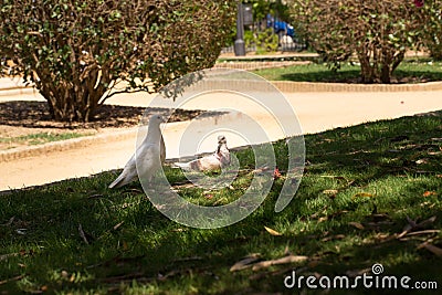 Pigeons in the city / hidden in the shade under a tree on a hot day Stock Photo