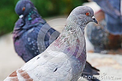 Pigeons among the cityscape. Stock Photo