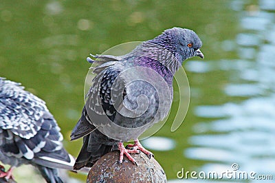 Pigeons among the cityscape. Stock Photo