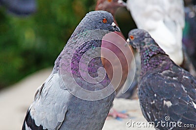 Pigeons among the cityscape. Stock Photo