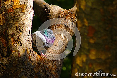 Pigeons cower in the cold Stock Photo