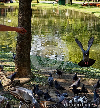 Pigeons Stock Photo