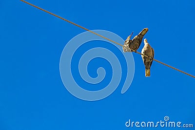 Pigeons dove birds sit on power line in Mexico Stock Photo