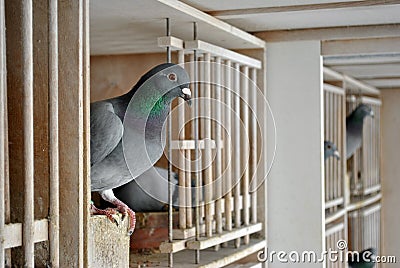 Pigeons in a dovecote Stock Photo