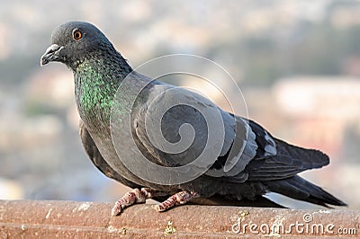 Pigeons and doves constitute the bird family Columbidae Stock Photo