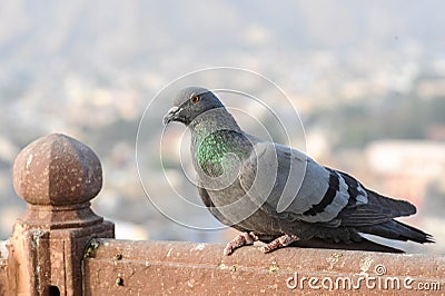 Pigeons and doves constitute the bird family Columbidae Stock Photo