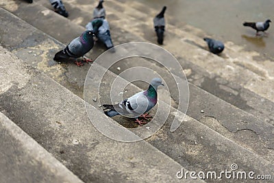 Pigeons and doves constitute the bird family Columbidae and the Stock Photo