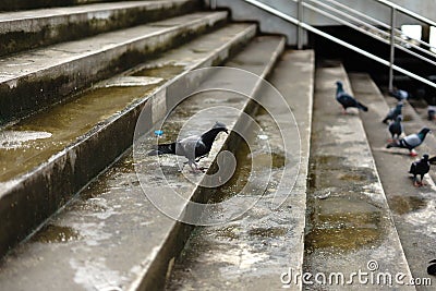 Pigeons and doves constitute the bird family Columbidae and the Stock Photo