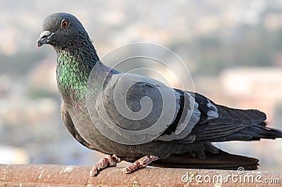 Pigeons and doves constitute the bird family Columbidae Stock Photo