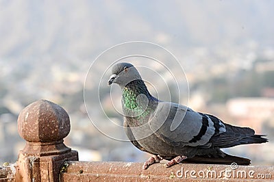 Pigeons and doves constitute the bird family Columbidae Stock Photo