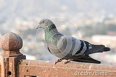 Pigeons and doves constitute the bird family Columbidae Stock Photo