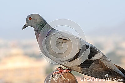 Pigeons and doves constitute the bird family Columbidae Stock Photo