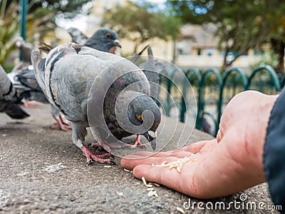 Pigeons eating rice hand Stock Photo