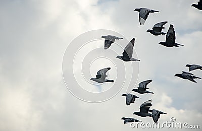 Pigeons fly in the sky Stock Photo