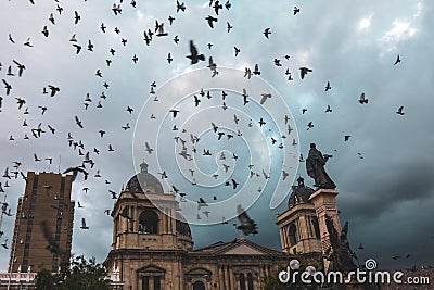 Pigeons flying above Plaza Murillo in Bolivia Cartoon Illustration