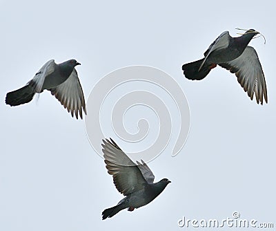 Pigeons flying around the farm Stock Photo