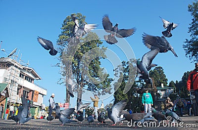 Pigeons flying high in the Mall of Darjeeling Editorial Stock Photo