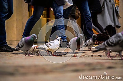 Pigeons and humans at rush hour in the city Stock Photo