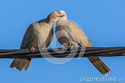 Pigeons in love game Stock Photo