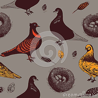 Pigeons and nest. Vector Illustration