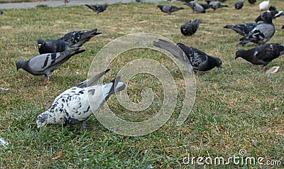 Pigeons in a park. Stock Photo