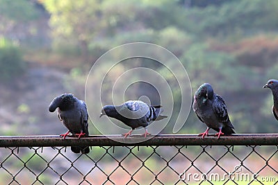 Pigeons perched on a fence Stock Photo