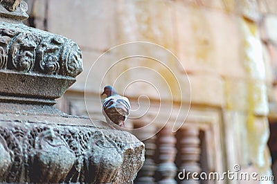 Perched on rocks Bird watching concept With copy space Stock Photo