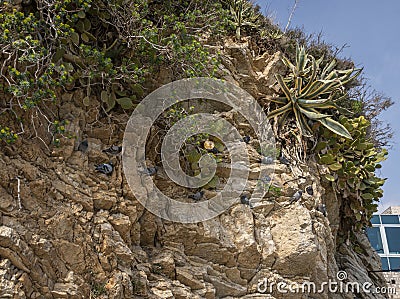 Pigeons roosting on Rocks Stock Photo