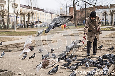 Pigeons. Editorial Stock Photo