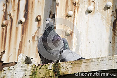 2 pigeons on a rusty bridge Stock Photo