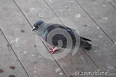 Pigeons are sick in Thailand. Pigeon stands on a wooden floor with lots of poop Stock Photo