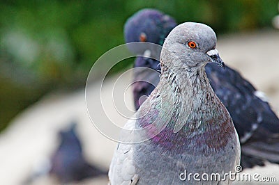 Pigeons among the cityscape. Stock Photo