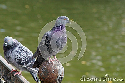 Pigeons among the cityscape. Stock Photo