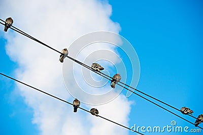 Pigeons are sitting on wires, birds sitting on power lines over clear sky Stock Photo