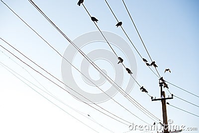 Pigeons are sitting on wires, birds sitting on power lines over clear sky Stock Photo