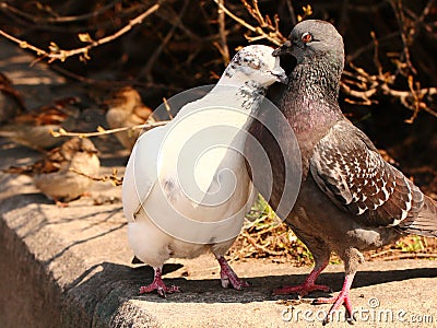 Pigeons snuggling Stock Photo