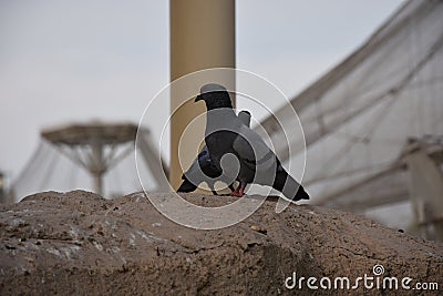 Pigeons standing outside on the stone in Al Ain zoo Abu Dhabi UAE Stock Photo
